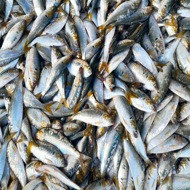 동해안 급냉 전어 특대 4~5미 구이용 조림용 강릉수협가공 냉동, 1박스, 1kg