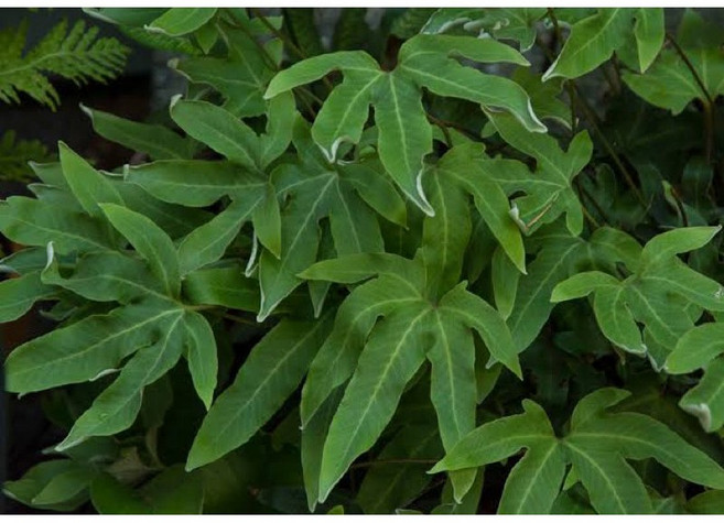 草本植物 觀葉植物 苔蘚植物, 槭葉石葦（大小約5-25cm）,一株（大小隨機,裸根寄出）, 1個
