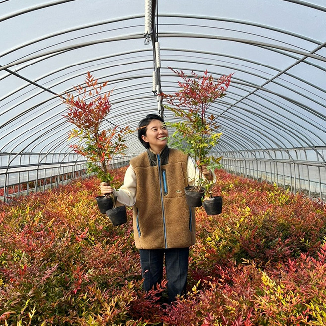 (농업창조) 남천나무 80cm~1m, 1개, 남천80cm~1미터