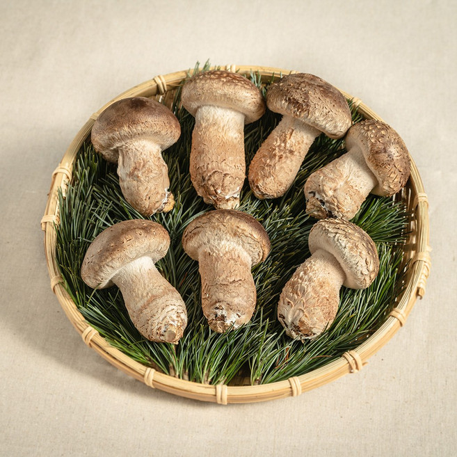 정품 송화버섯 파지 등외품 식당용 못난이버섯 1kg, 1개, 파지1kg