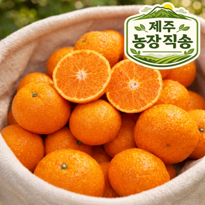 [한정특가] 제주직송 과즙팡팡 꿀brix 카라향, 1개, 로얄과 5kg