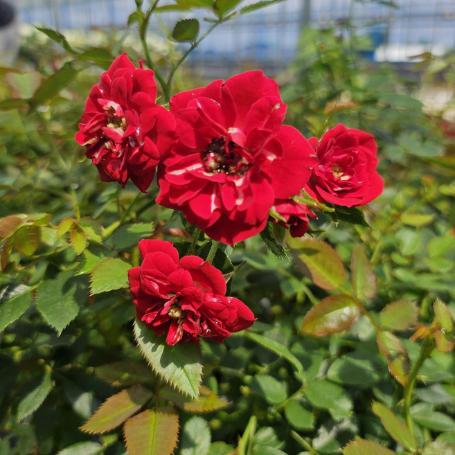 장미묘목 미니어쳐 장미 빨강 19cm 유럽장미