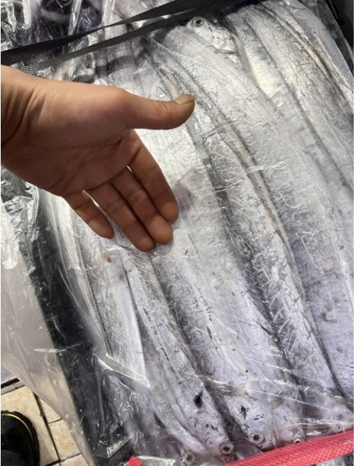 생물 갈치 풀치 목포 먹갈치, 1개, 10~15마리 (2kg)