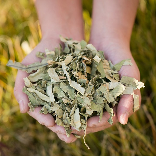 한가람건강원 국산 건 연잎 하엽 100% 효능 약재 약초 200g, 1개