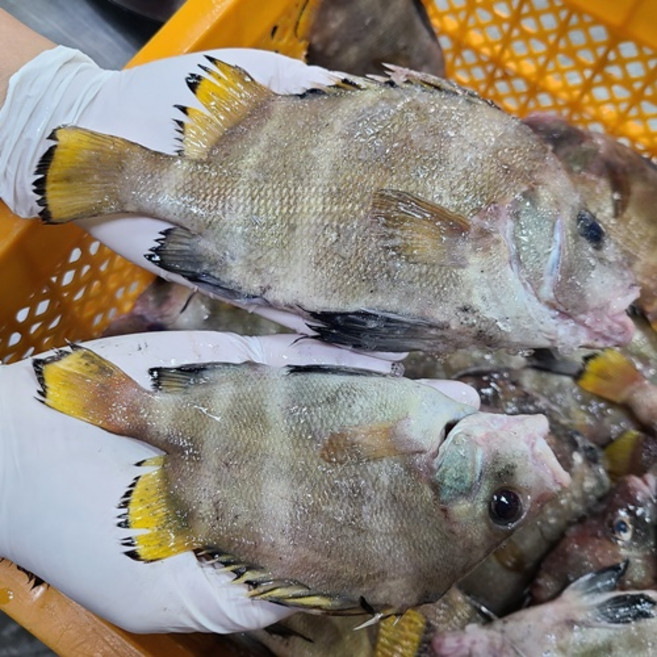 싱싱해몰 100% 자연산 샛서방고기 군평선이 냉동 딱돔 금풍생이 1kg내외, 1개, 1kg