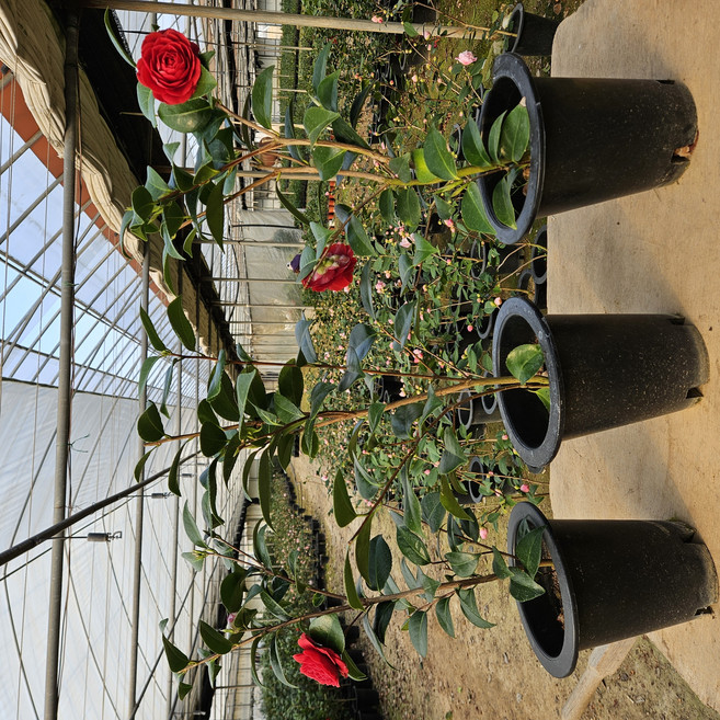 동백나무 블랙로즈 겹꽃 화분 4년산 농장직송, 1개, 동백나무블랙로즈4년산