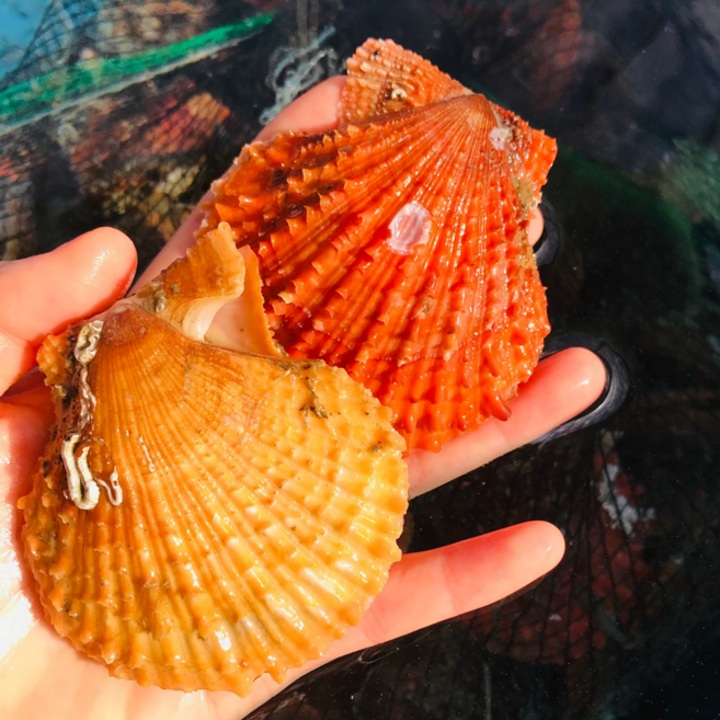 통영 제철 캠핑 홍가리비 비단가리비 세척 가리비, 1개, 3kg (비단가리비)