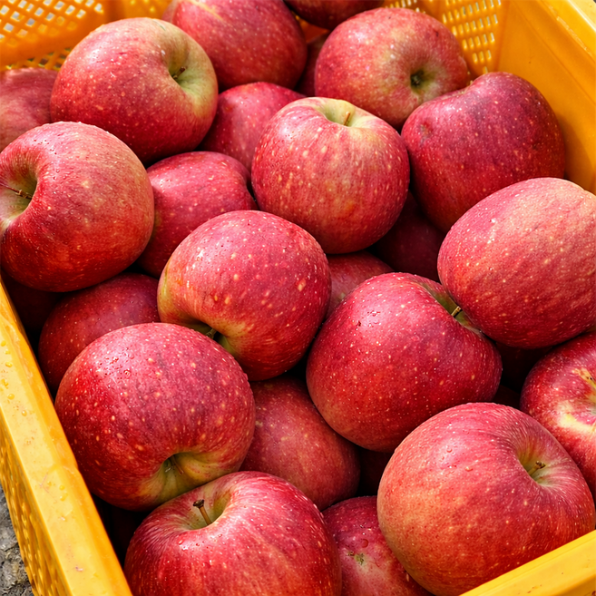 [5KG+5KG 행사] 청송 꿀로 수확한 햇 부사 사과 10KG 대과 (총 10키로), 1박스