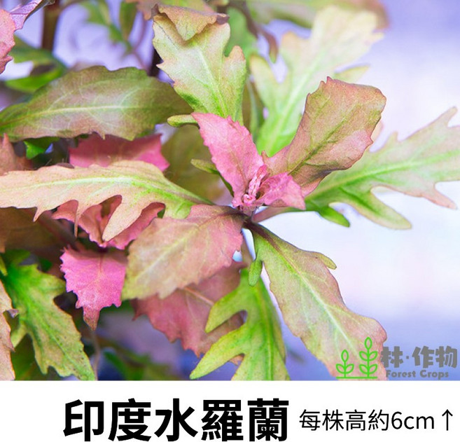 林作物 Forest Crops 印度水羅蘭 水中葉水草 魚缸造景 紅色水生植物 新手級陰性草 每株約6公分, 每份單1株