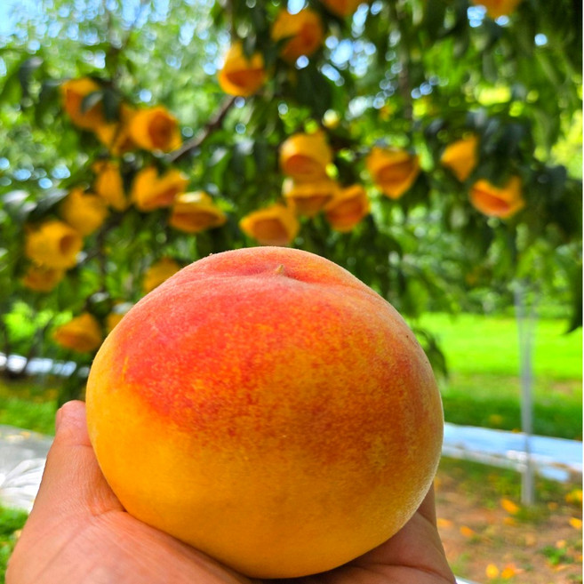 농가직송 특품 금메달농수산 영동복숭아 황도복숭아, 1개, 4kg 내외 중대과 15~16과