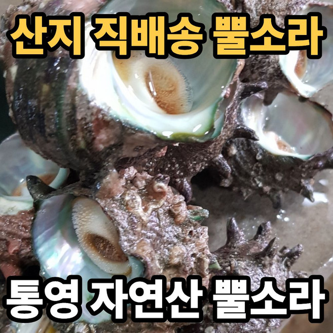 [통영 직배송] 자연산 특품 활 뿔소라, 1박스, 2kg