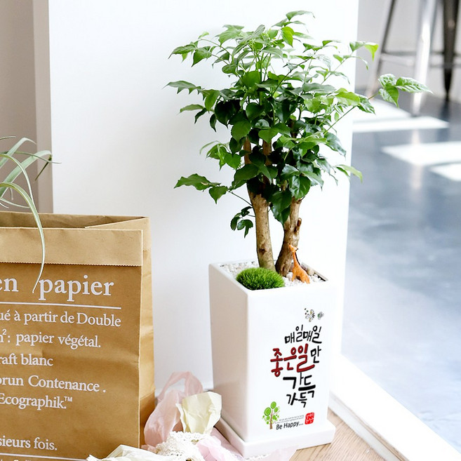 개업 생일 취업 승진 영전 이사 결혼 축하 메세지 화분, 14. 처음처럼-금전수, 1개