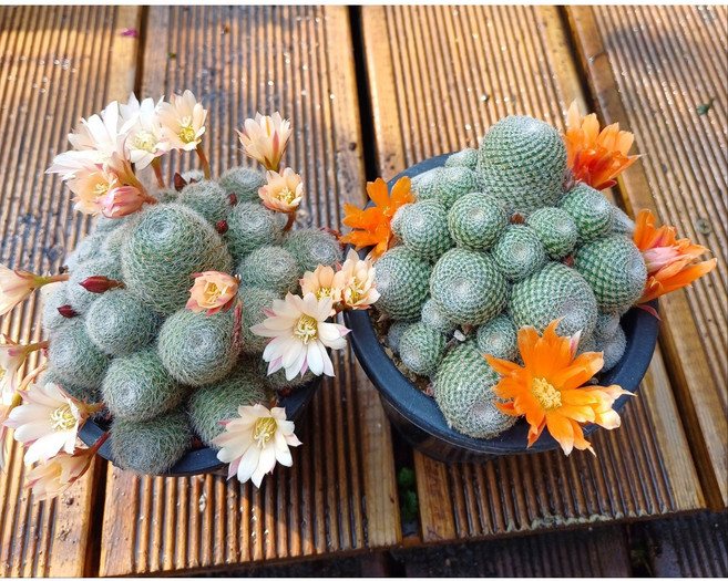 행복한꽃순이//레부티아보산선인장/흰가시 2종 묶음, 1개