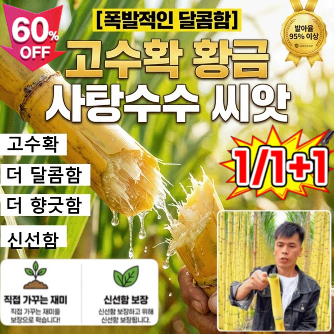 1/1+1【폭발적인 달콤함】고수확 황금 사탕수수 씨앗, 400알*4
