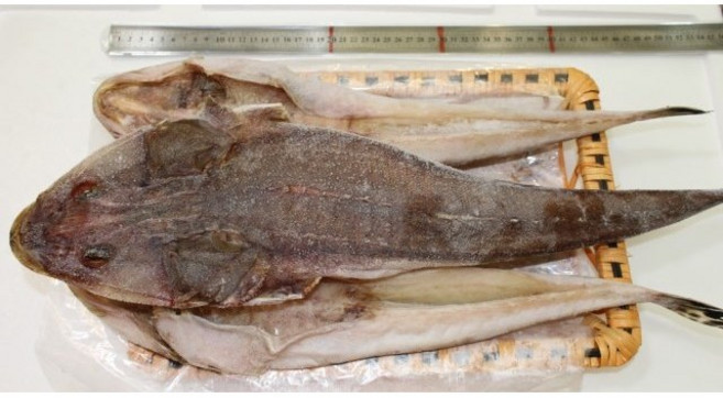 [목포/신안] 청정지역 반건조 장대(양태) 굴비 2마리(중대~특대)제찬/이바지용/위생건조, 장대(중대/30cm이상) 2마리, 1개