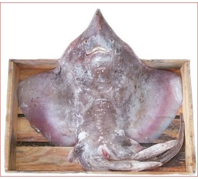 흑산도 홍어 (흑산홍어) 암치1마리 8-9kg (예약주문상품) 흑산 홍어회 홍어애, 흑산도홍어(암치)1마리 8kg, 1개