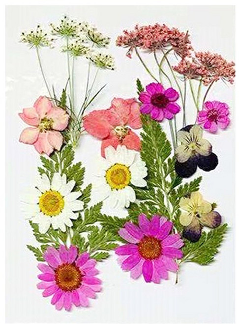 호미호비 압화 누름꽃 압화공예 재료 4900, 4900B