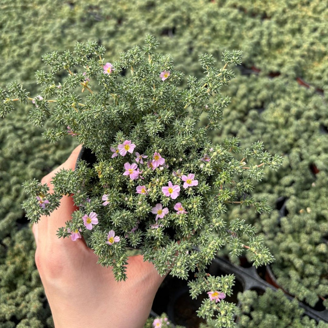 [들꽃야생화] 프랑케니아 모종 | 노지월동/베란다월동 | 암석정원 지피식물 | 다년생 꽃 | 건조에 강한 식물, 3개