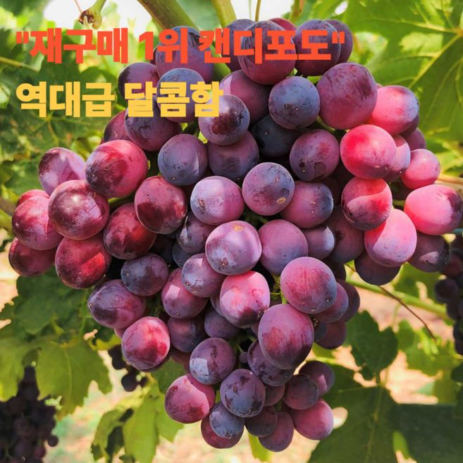 재구매1위 초고당도 캔디포도 프리미엄 특품, 1박스, 4kg
