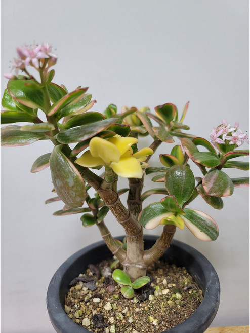 봄봄 꽃피는염자금 알젠티아금, 1개