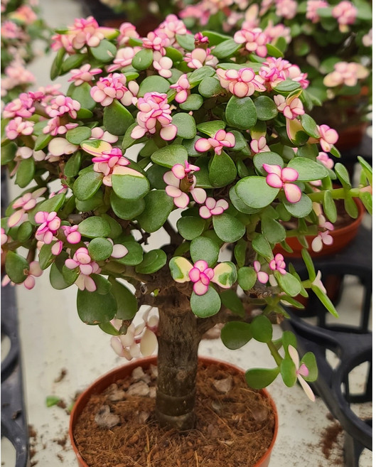 아악무분갈이 사랑무 벚꽃 다육이 키우기쉬운식물 꽃나무 개업선물 기쁜소식, 1개