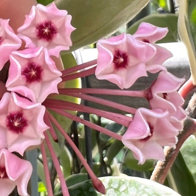 무늬 호야 카노사 바리에가타 공기정화 행잉 희귀 꽃식물 건돌이, 1개, 기본