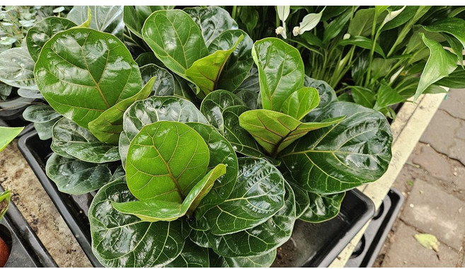 도자기랑나무랑 숯화분, 인도고무나무, 1개, 1개