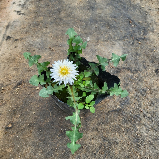 흰 민들레 모종 1개 2026 새상품