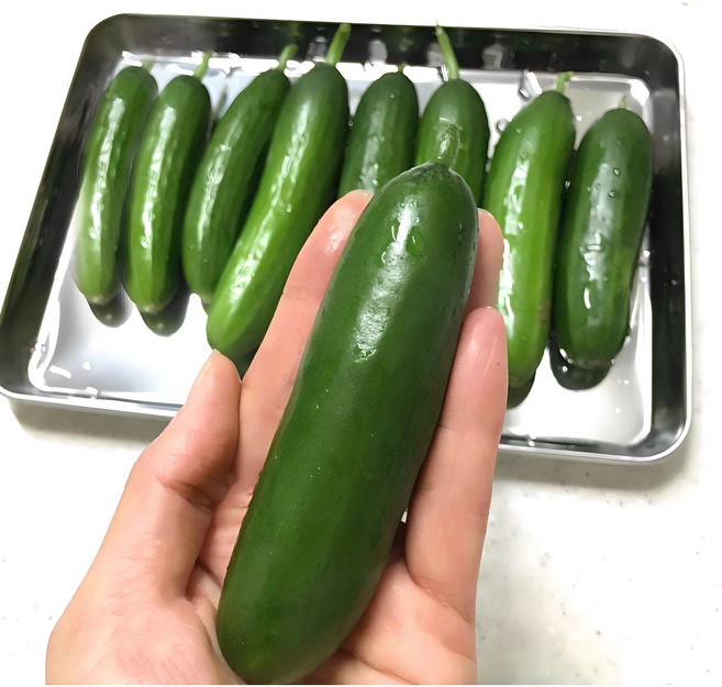 당일수확 껍질째 먹는 미니오이, 1박스, 1kg