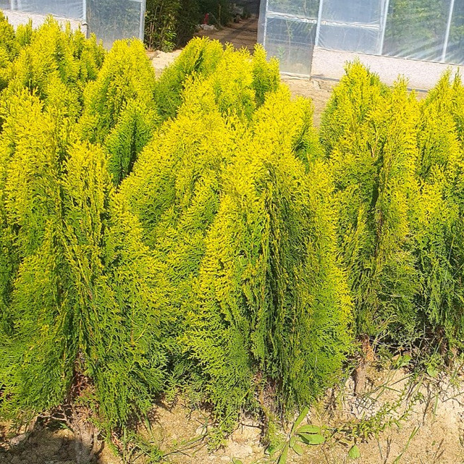 목하원예조경 황금측백나무 40cm전후 묘목 상록수 묘지목 조경수 정원용 생울타리나무 노지월동 측백, 1개, 단일