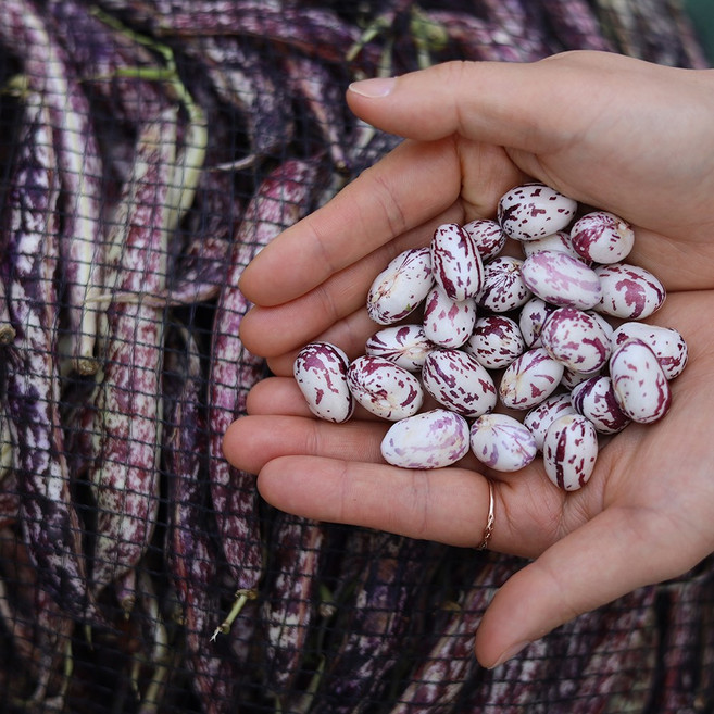 국내산 건조 혼합 강낭콩 호랑이콩 깐콩 껍질콩, 건조호랑이콩 500g, 1개