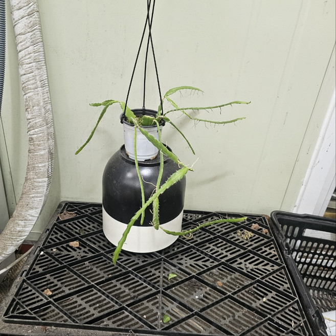 립살리스 피쉬본 쇼우 생선뼈선인장 소품 행잉 공중식물 그린식물팜, 1개