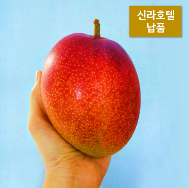 [신라호텔 납품] 1등 제주 애플망고 특등급 2kg 3kg 가정용 선물용, 1개, 애플망고 3kg 특대과(5-6과)