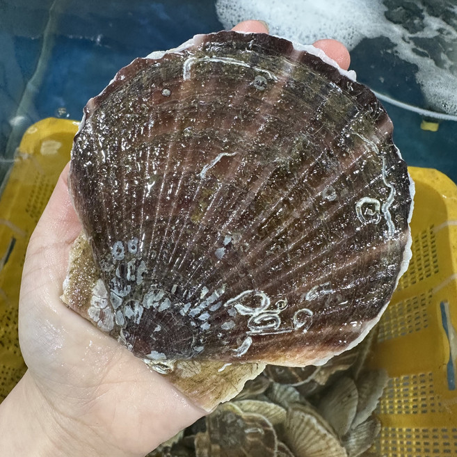 5위 - 영롱한수산 알이 통통한 제철 대왕 참가리비 1kg (6~8미), 1개