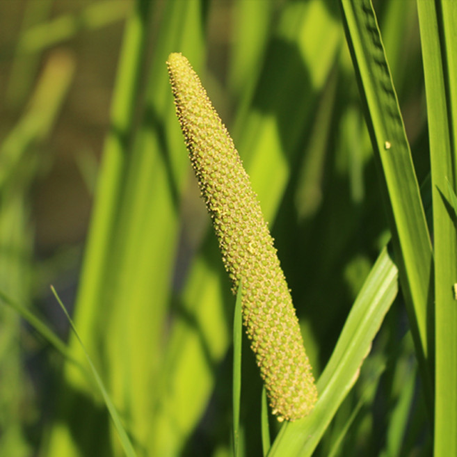 카라무스(CALAMUS)-MN