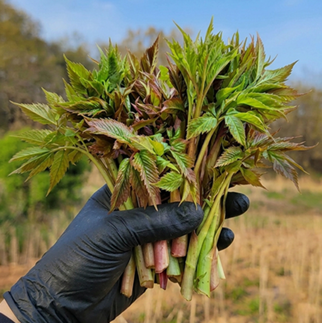 [품절임박] 눈개승마 나물 삼나물 산지직송, 1kg, 1박스