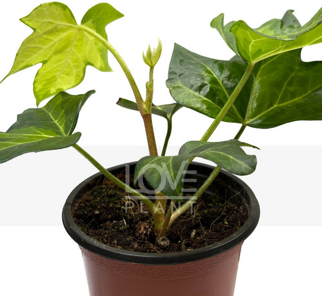 [꽃사랑식물나라] 페츠헤데라리제이 '아네미케' 팔손이 아이비교배종 실내원예 관엽 플랜테리어, 1개