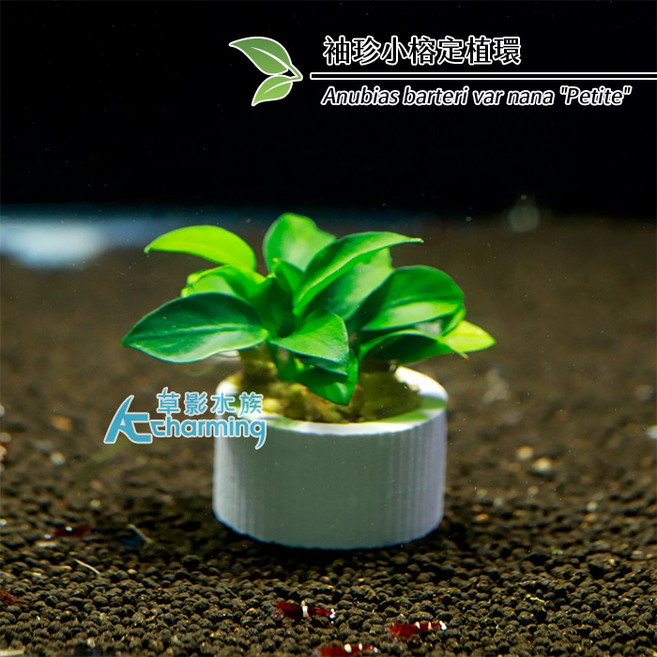 【AC草影】盆裝 陰性水草 前景草 新手水草 耐熱 水生植物, 1個, 袖珍小榕定植環