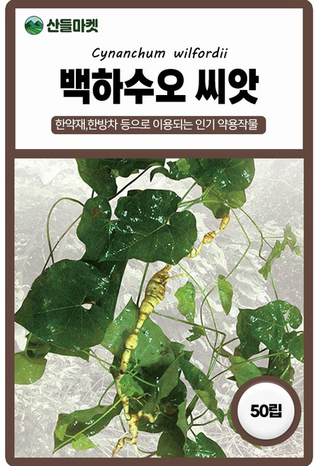 다농 백하수오 씨앗 50립 하수오씨 약초 종자, 1개