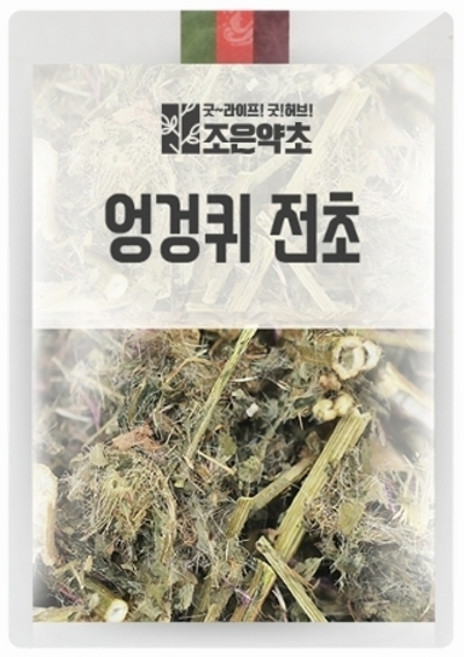 엉겅퀴/대계초/cirsium japonicum /야생화 3포트분 약초 산야초, 단품, 1개