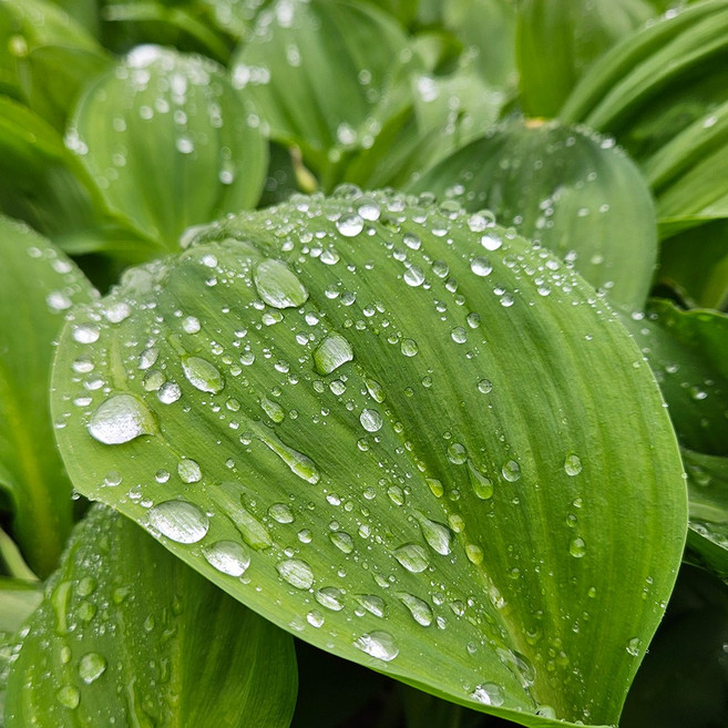 [당일수확발송] 국산 울릉도종 생 명이나물 장아찌용 대명이, 1kg, 1개