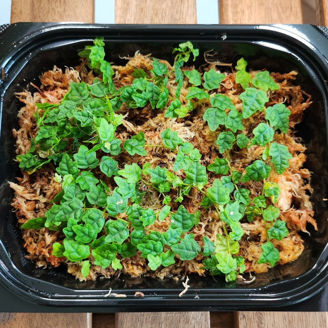 초록보석 제주애기모람 (18x14) 정글플랜츠 비바리움 테라리움, 1개