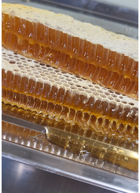 벌집통째로 먹는 100% 국내산 벌집꿀 1KG 천연밀랍 벌꿀집 밀랍꿀, 1개