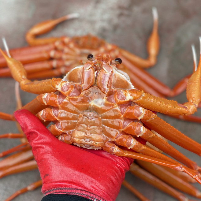 국내산 자숙 홍게 산지직송, 1박스, 정품 4kg (8-10미 / 수율 80-90%)