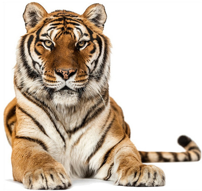 호걸 호랑이 벽지스티커 인테리어 스티커, 호랑