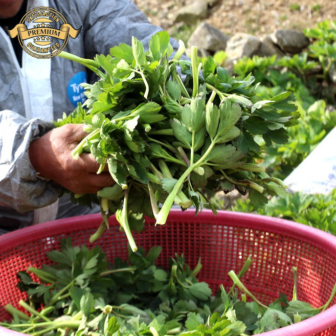 [프리미엄 실패없는 노지 금오도 방풍나물] 국내산 여수 노지에서 키운 금오도 방풍나물 국산 방풍나물장아찌, 1개, 500g