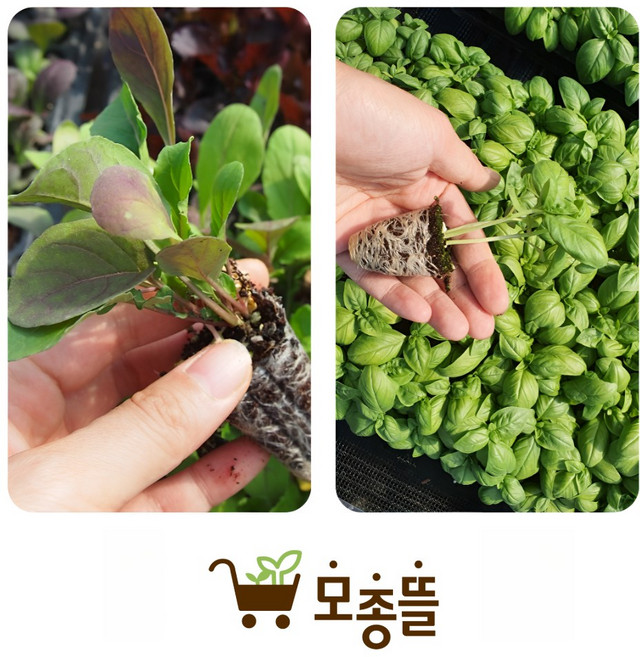 바질모종5개 루꼴라모종5개 (반반10개) 허브채소 (구 모종파머스)