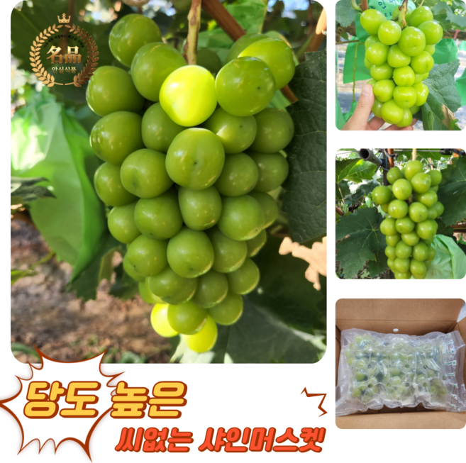 [굿피플] 샤인머스켓 샤인머스켓포도 사인머스켓 청포도 포도 과일 샤인, 1박스, 샤인머스캣 일반 1kg내외(2-3송이)
