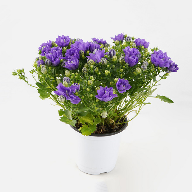 갑조네 장미캄파눌라 더블캄파눌라 그레이스 겹꽃 꽃모종, 장미캄파눌라(소품), 1개