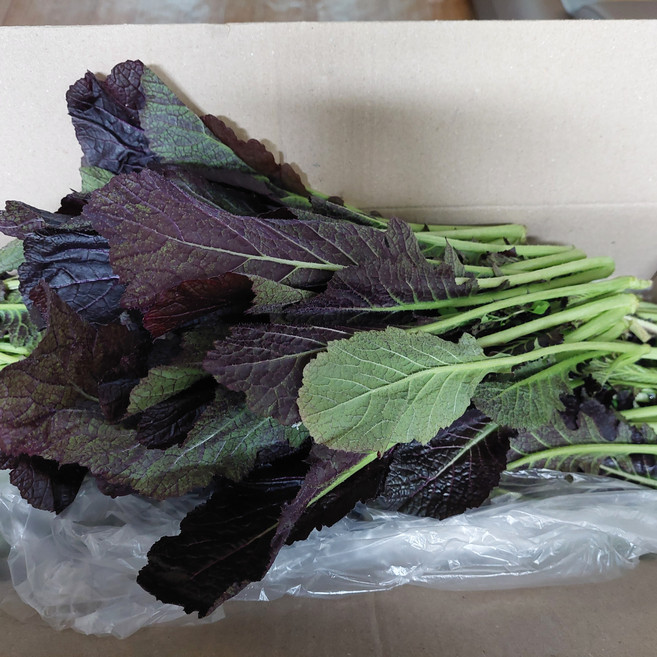 운악의 뜰 연하고 부드러운 하우스 홍갓, 1박스, 6kg 이상